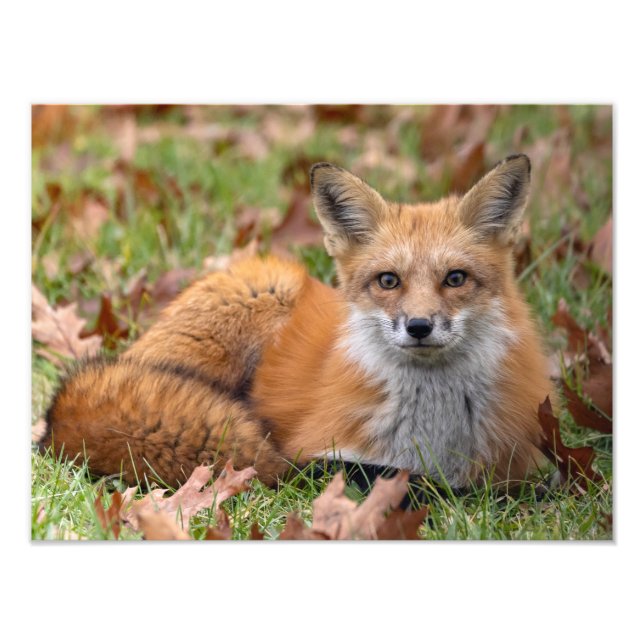 Fox And Leaves Photo Print (Front)