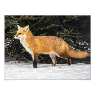 Fox And Snow Photo Print