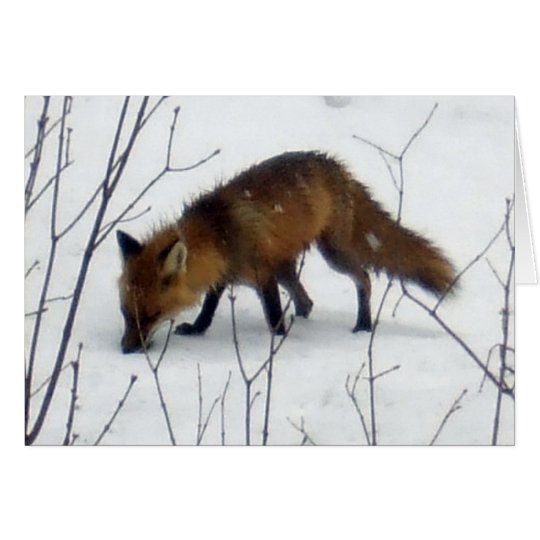Fox-Blank Card