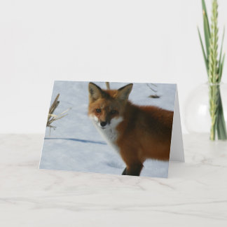 Fox Card