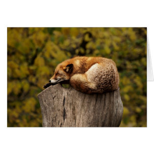 Fox Card - blank for all occasions - custom card