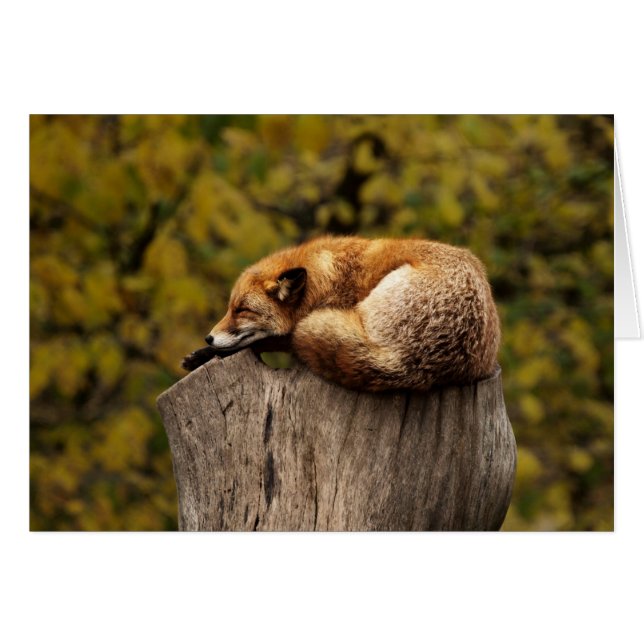 Fox Card - blank for all occasions - custom card (Front Horizontal)