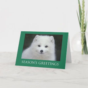 Fox Christmas Cards