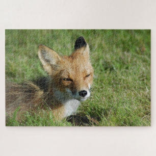 Fox closeup, Brooks Falls Alaska Jigsaw Puzzle
