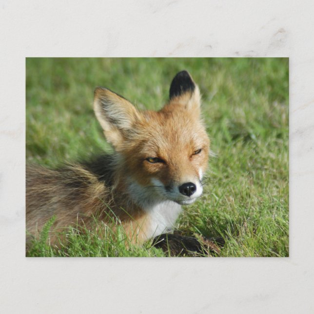 Fox closeup, Brooks Falls Alaska  Postcard (Front)