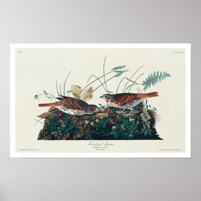 Fox-coloured Sparrow by Audubon Poster (Front)