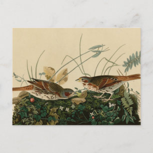 Fox coloured sparrow postcard