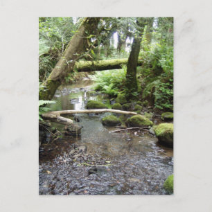 Fox Creek, Rainier, Oregon Postcard