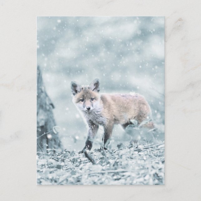 Fox Cub in the Snow Postcard (Front)