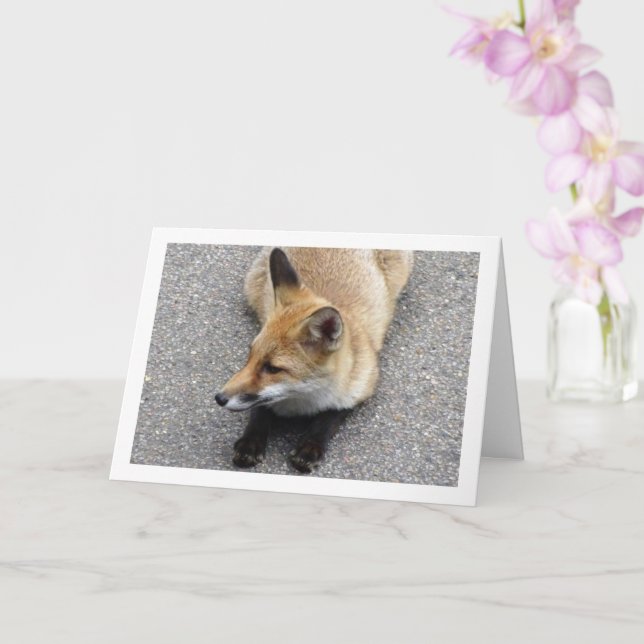 Fox Cub Laying on Street Portrait Card (Orchid)