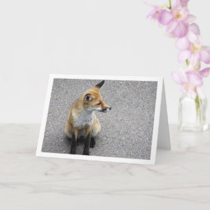 Fox Cub on Street Portrait Card