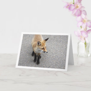 Fox Cub on Street Portrait Card