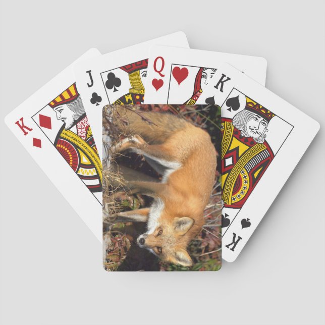 Fox Deck of Playing Cards (Back)