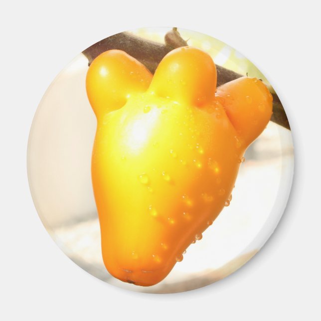 Fox Face Fruit (Solanum mammosum) Magnet (Front)