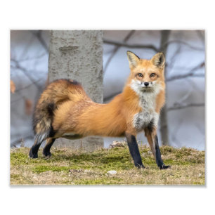  Fox In A Stretch Photo Print