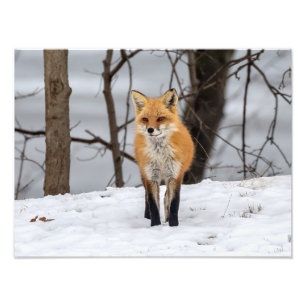 Fox In Snow Photo Print