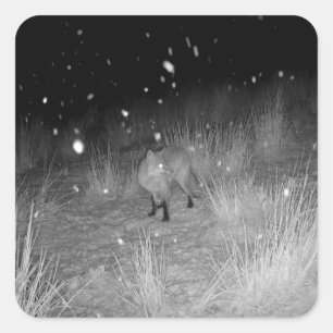 Fox in Snow Winter Scene Square Sticker
