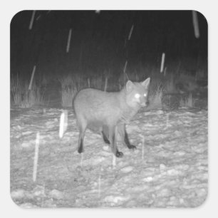 Fox in Snow Winter  Square Sticker