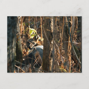 fox in stealth postcard