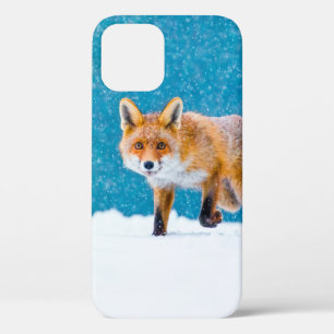 Fox in winter. Red fox, Vulpes vulpes, sniffs abou iPhone 12 Case