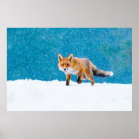 Fox in winter. Red fox, Vulpes vulpes, sniffs abou