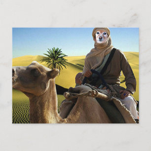 Fox Is Lawrence Of Arabia Postcard