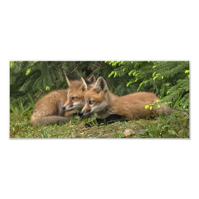  Fox Kit Pals  Photo Print (Front)