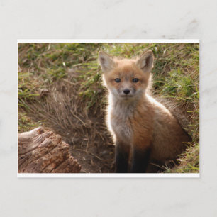 fox kit postcard