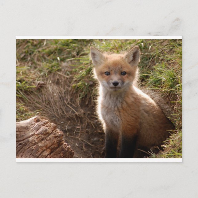 fox kit postcard (Front)