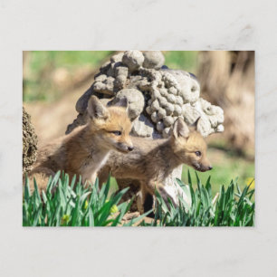 Fox Kits in the Hudson Valley Postcard