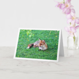 Fox Laying on Grass Card