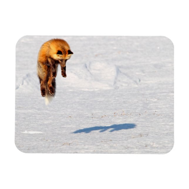 Fox Leap | Yukon, Canada Magnet (Horizontal)