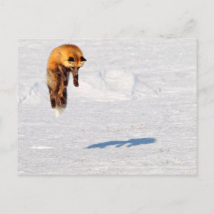 Fox Leap   Yukon, Canada Postcard