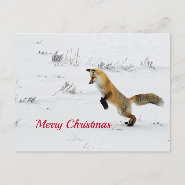 Fox Leaping Snow Photo Christmas Postcard (Front)
