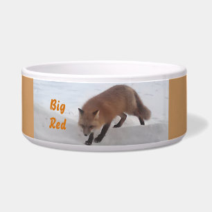 Fox looking for food bowel.