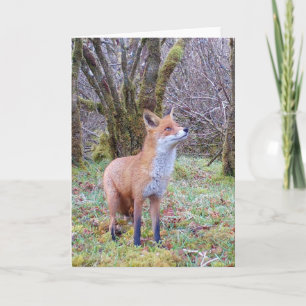 Fox looking up Vertical Greeting Card Add Text