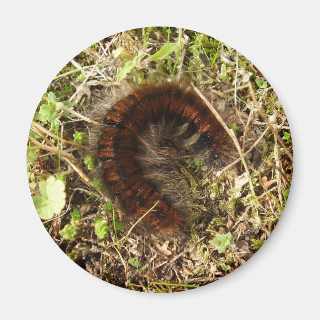 Fox Moth Caterpillar Magnet (Front)