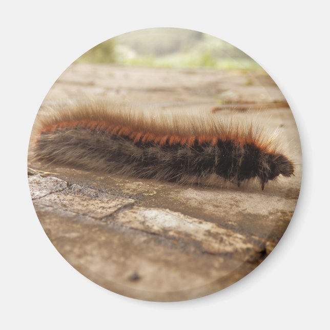 Fox Moth Caterpillar Magnet (Front)