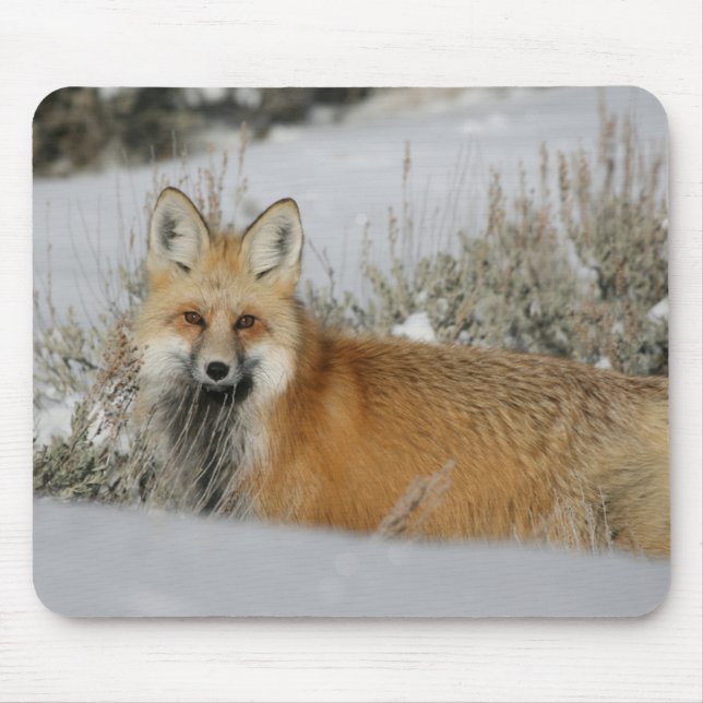 Fox Mouse Pad (Front)