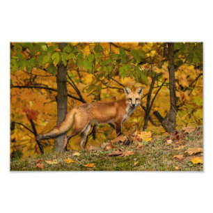 Fox On Alert Photo Print