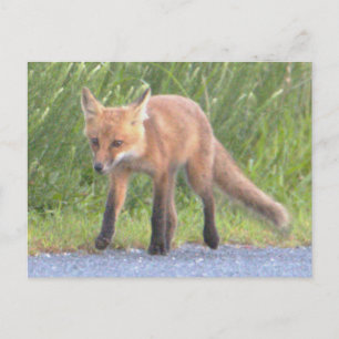  Fox Photo Postcard