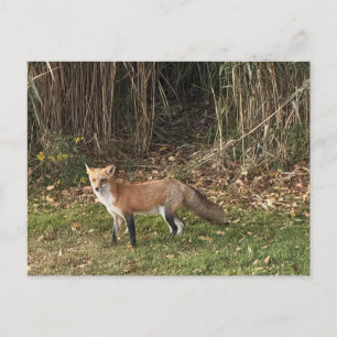 Fox Photo Postcard