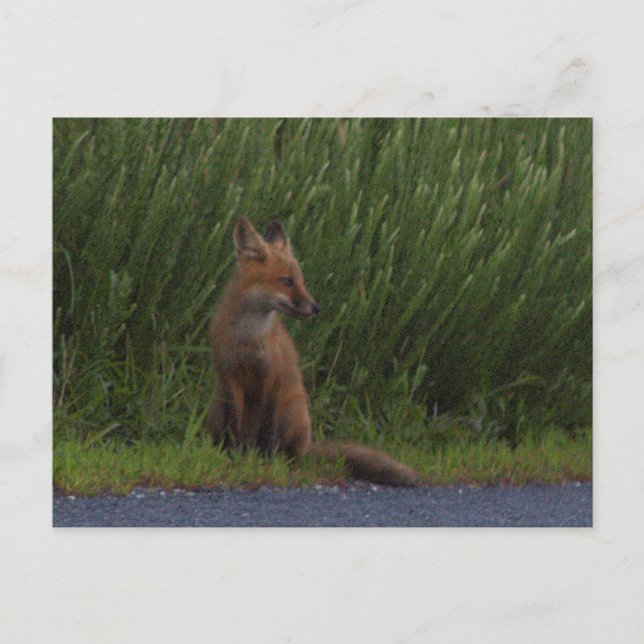  Fox Photo Postcard (Front)