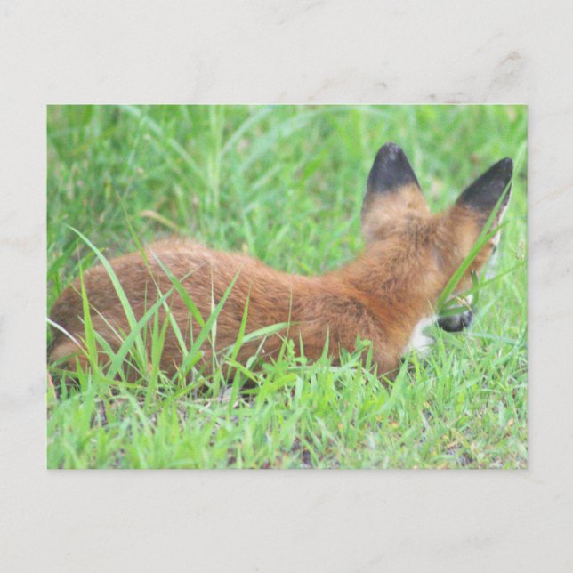  Fox Photo Postcard (Front)