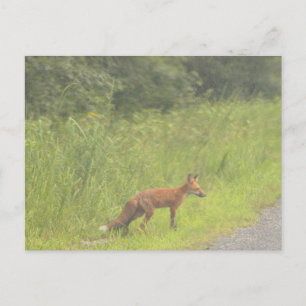  Fox Photo Postcard