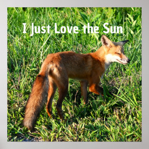 Fox Photo Poster