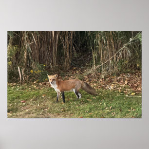 Fox Photo Poster