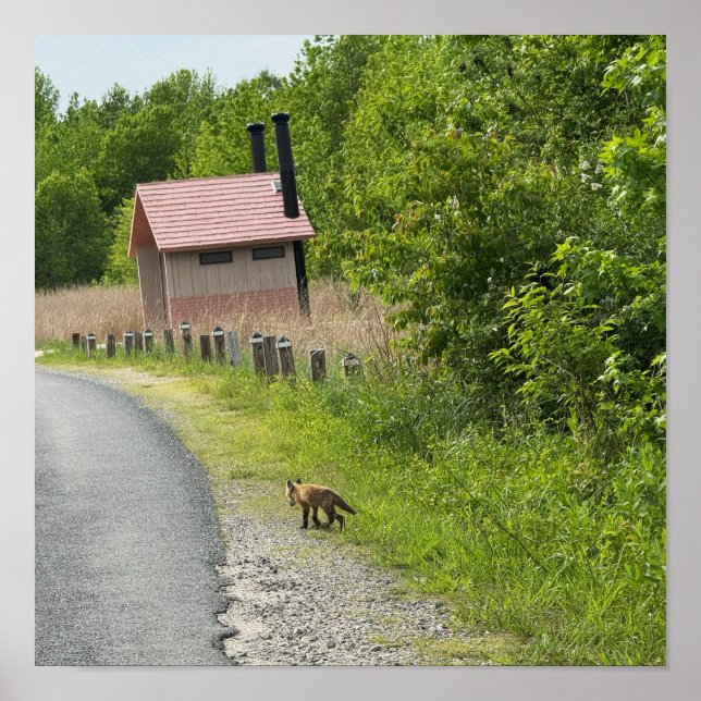Fox Photo Poster (Front)