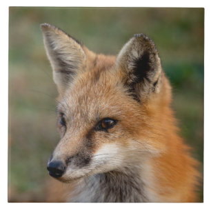  Fox Portrait        Ceramic Tile