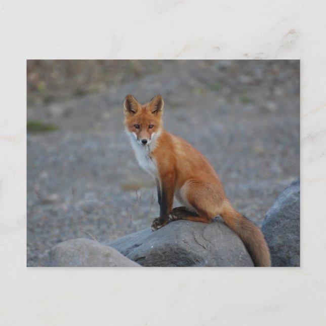 Fox Postcard (Front)